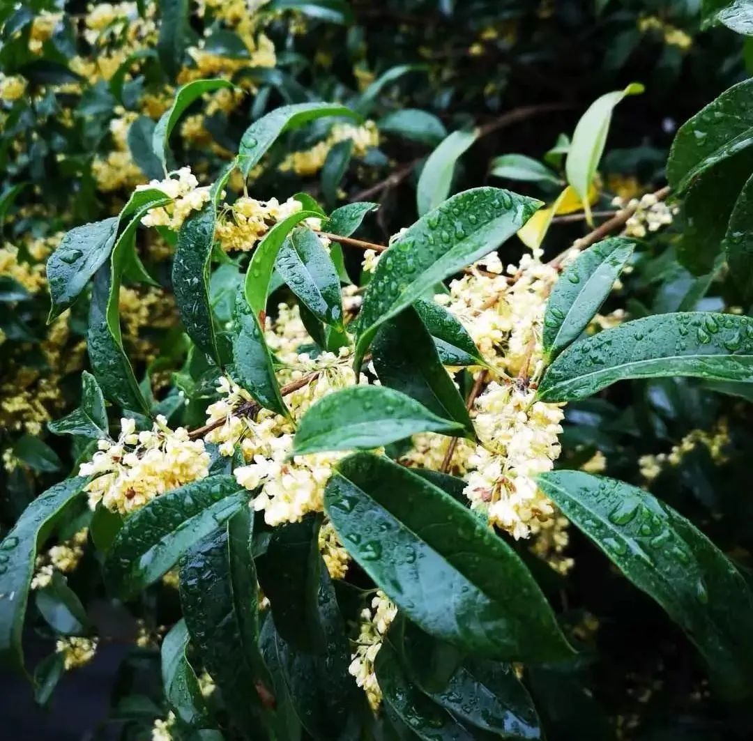 古城公园碧玉凉 秋风又送木樨黄