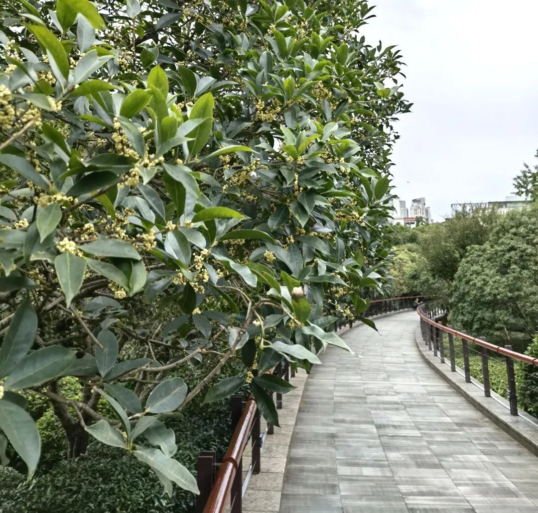 古城公园碧玉凉 秋风又送木樨黄 黄浦区绿化和市容管理局