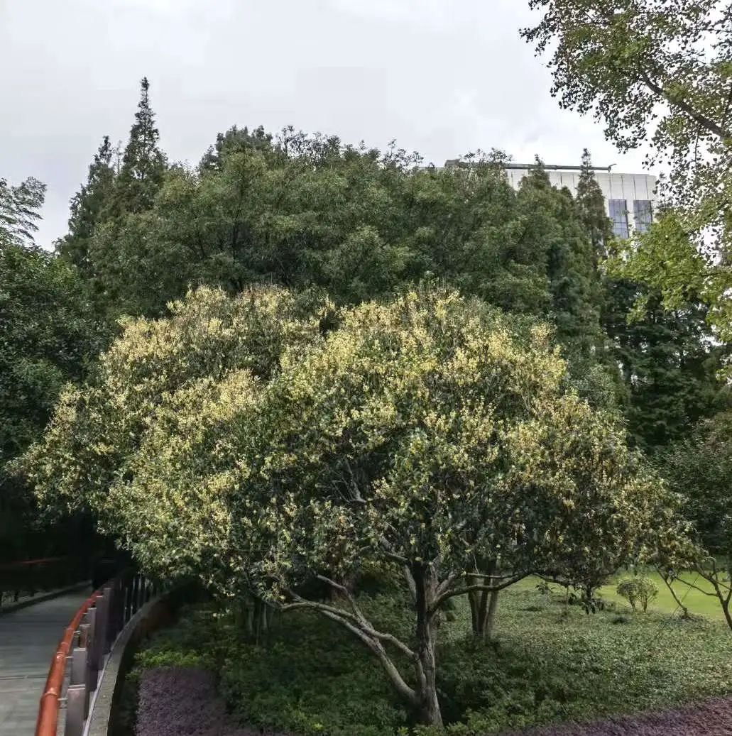 古城公园碧玉凉 秋风又送木樨黄 黄浦区绿化和市容管理局